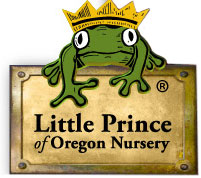 little_prince